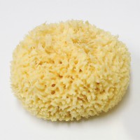 天然海綿6インチＬＬ