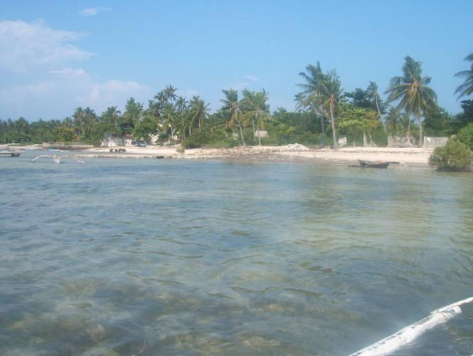 海綿が取れる海
