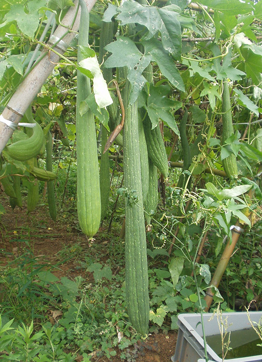 成長しているヘチマ