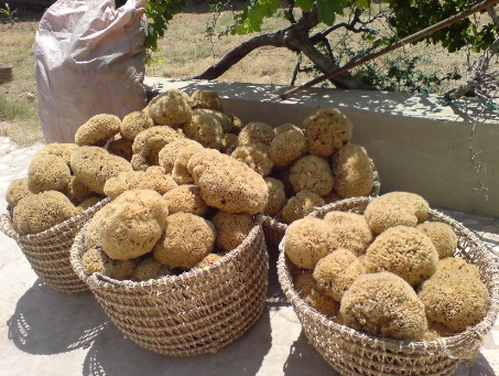 籠に入った海綿